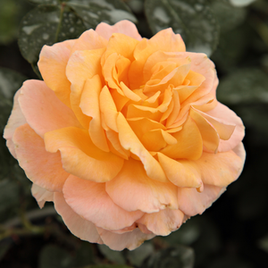 Barackszínű - teahibrid rózsa